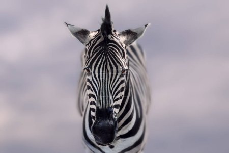 Téléchargez les photos : Tête de zèbre de Burchell (Equus quagga burchellii)) - en image libre de droit
