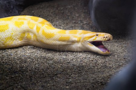 Albino Burmese Python (Python bivittatus) with open mouth