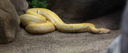 Python albinos birman (Python bivittatus)