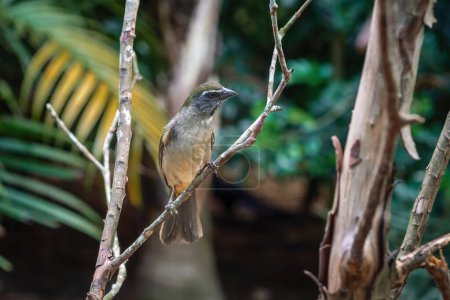 Buff-throated Saltator bird (Saltator similis)