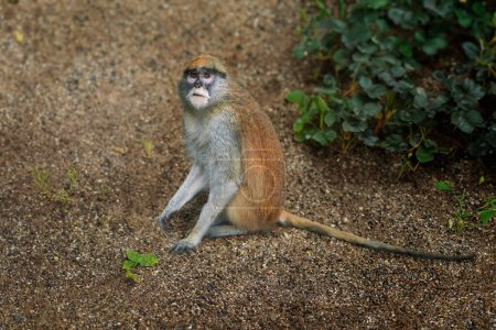 Patas Monkey (Erythrocebus patas) - Affe der Alten Welt