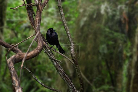 Giant Cowbird (Molothrus oryzivorus) - blackbird