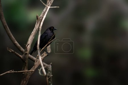 Giant Cowbird (Molothrus oryzivorus) - blackbird