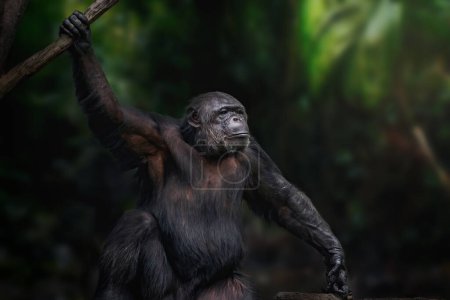 Chimpanzé (Pan troglodytes) - Grand singe