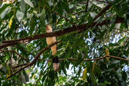 Téléchargez les photos : Guira Oiseau coucou (Guira guira) - en image libre de droit