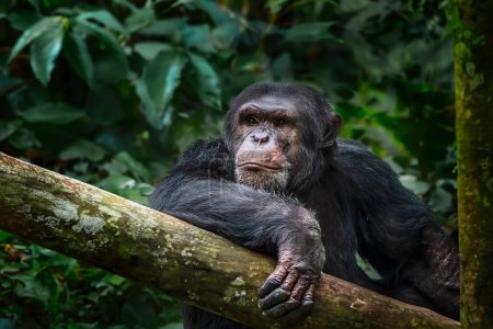 Téléchargez les photos : Chimpanzé (Pan troglodytes) - Grand singe - en image libre de droit
