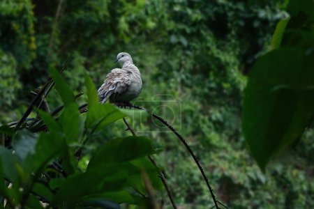 Photo for Ring-necked Dove bird (Streptopelia capicola) - Royalty Free Image