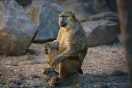 Photo for Olive Baboon (Papio anubis) - Old World monkey - Royalty Free Image