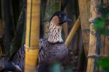 Photo for Nene or Hawaiian Goose (Branta sandvicensis) - Royalty Free Image
