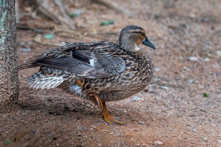 Female Mallard Duck (Anas platyrhynchos)