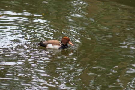 Photo for Red-crested Pochard swimming (Netta rufina) - Royalty Free Image