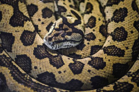 Carpet Python snake (Morelia spilota)