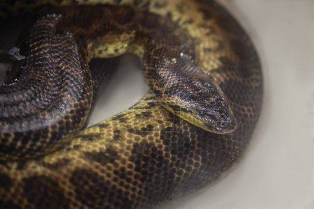 Yellow Anaconda snake (Eunectes notaeus)