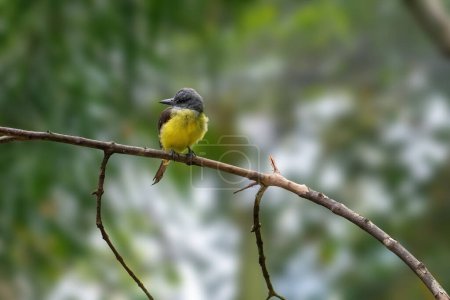 Photo for Tropical Kingbird (Tyrannus melancholicus) - Tyrant Flycatcher - Royalty Free Image