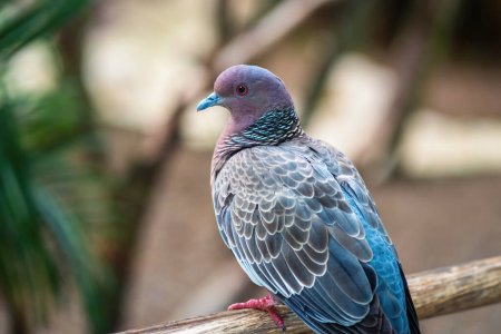 Téléchargez les photos : Picazuro Pigeon oiseau (Patagioenas picazuro) - en image libre de droit