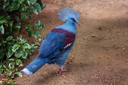 Téléchargez les photos : Pigeon couronné de l'Ouest (Goura Cristata
) - en image libre de droit