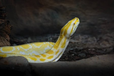 Pitón birmano albino (Python bivittatus)