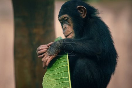 Téléchargez les photos : Baby Chimp - Chimpanzé (Pan troglodytes) - en image libre de droit