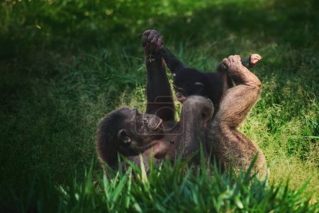 Chimpanzee mother and child playing (Pan troglodytes)