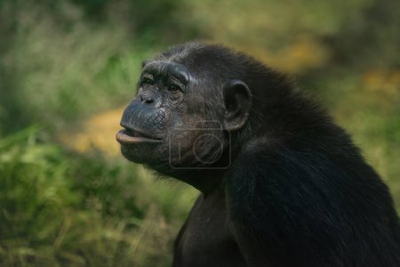 Chimpanzé (Pan troglodytes) - Grand singe
