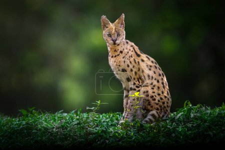 Foto de Serval (Leptailurus serval) - Gato salvaje africano - Imagen libre de derechos