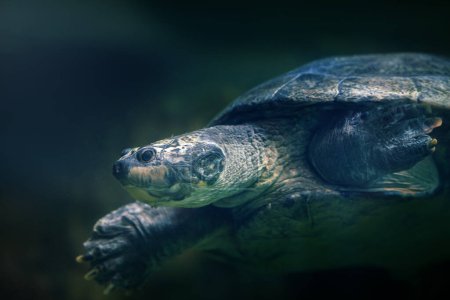 Südamerikanische Flussschildkröte (Podocnemis expansa) - Tauchen unter Wasser