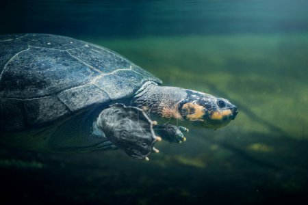 Photo for South American River Turtle (Podocnemis expansa) - Diving underwater - Royalty Free Image