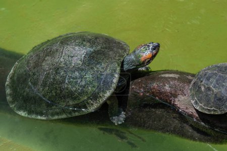 South American River Turtle (Podocnemis expansa)