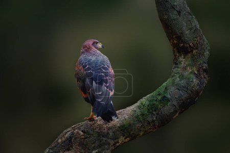 Savanna Hawk (Heterospizias meridionalis) - Bird of Prey