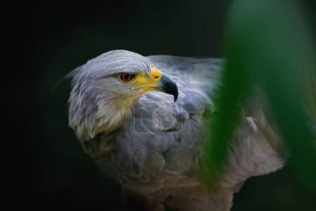 Foto de Águila del Chaco (Buteogallus coronatus) - Pájaro de presa - Imagen libre de derechos