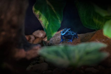 Photo for Blue Dyeing Poison Dart Frog (Dendrobates tinctorius) - Royalty Free Image
