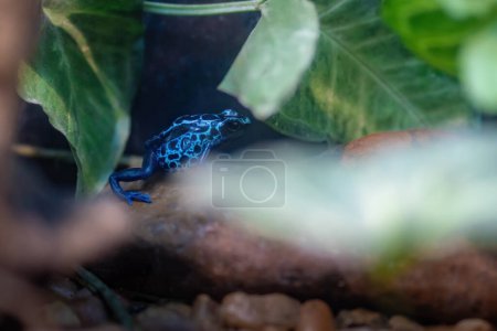 Foto de Azul teñido veneno dardo rana (Dendrobates tinctorius) - Imagen libre de derechos