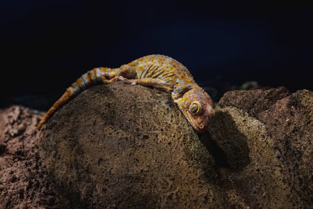 Tokay Gecko (Gekko gecko) - Lizard
