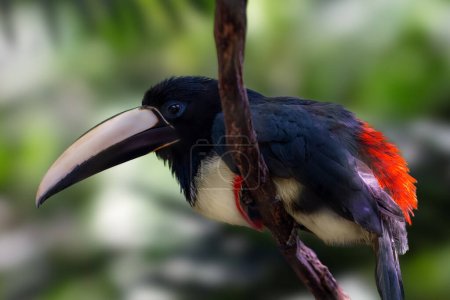 Black-necked Aracari bird (Pteroglossus aracari)