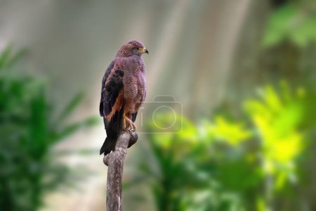 Foto de Halcón de Sabana (Heterospizias meridionalis) - Pájaro de presa - Imagen libre de derechos