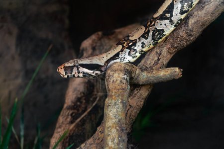 Foto de Cola roja Boa serpiente (Boa constrictor constrictor) - Imagen libre de derechos