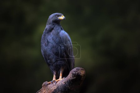 Great Black Hawk (Urubitinga urubitinga)