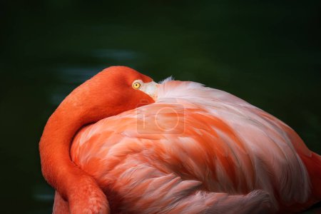 American Flamingo bird (Phoenicopterus ruber)