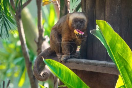 Blond Capuchin monkey (Sapajus flavius) eating fruit