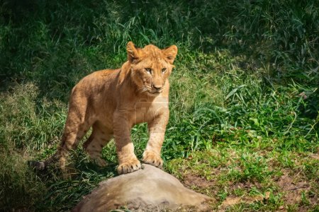 Téléchargez les photos : Lion Cub mignon (Panthera leo) - en image libre de droit