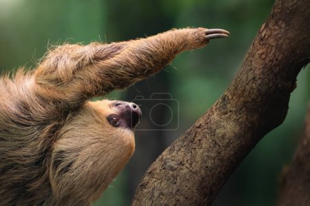 Photo for Linnaeus's Two-toed Sloth (Choloepus didactylus) - Royalty Free Image