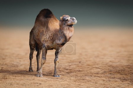 Téléchargez les photos : Dromadaire (Camelus dromedarius) ou chameau à une bosse - en image libre de droit