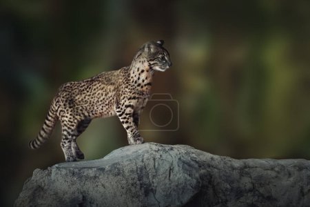 Gato de Geoffroy (Leopardus geoffroyi) - Gato salvaje sudamericano