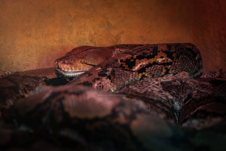 Photo for Reticulated Python snake (Malayopython reticulatus) - Royalty Free Image