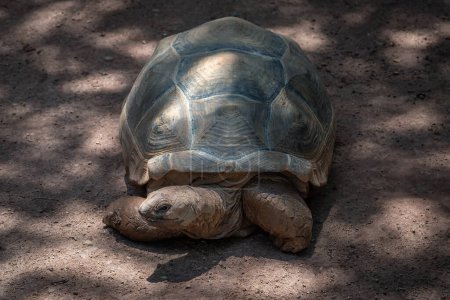 Aldabra Riesenschildkröte (Aldabrachelys gigantea))