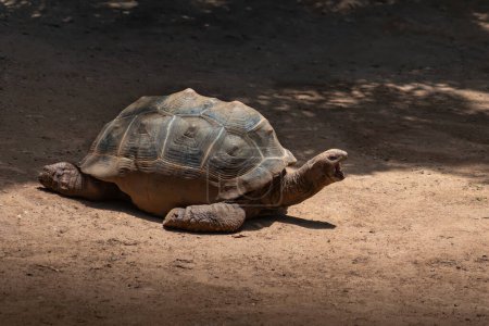 Photo for Aldabra Giant Tortoise (Aldabrachelys gigantea) with open mouth - Royalty Free Image