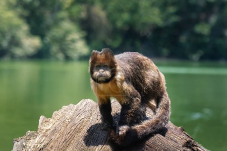 Mono capuchino de vientre dorado (Sapajus xanthosternos)