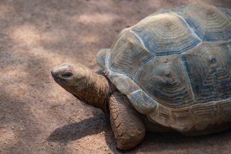 Photo for Aldabra Giant Tortoise (Aldabrachelys gigantea) - Royalty Free Image