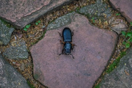 Photo for Horned Passalus Beetle (Odontotaenius disjunctus) - Royalty Free Image