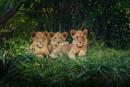 Téléchargez les photos : Trois lionceaux (Panthera leo) - en image libre de droit